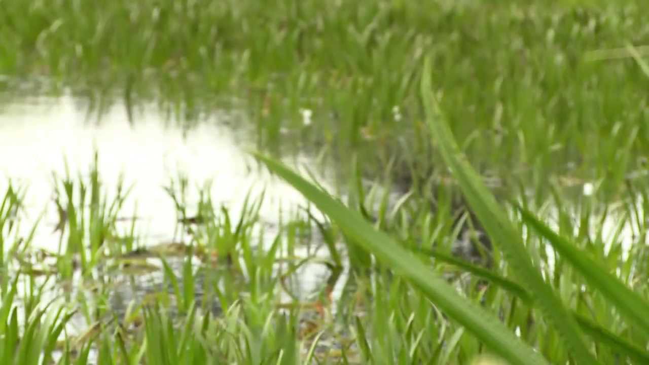 Afvissing van de kleine Hoofdgracht in Balen