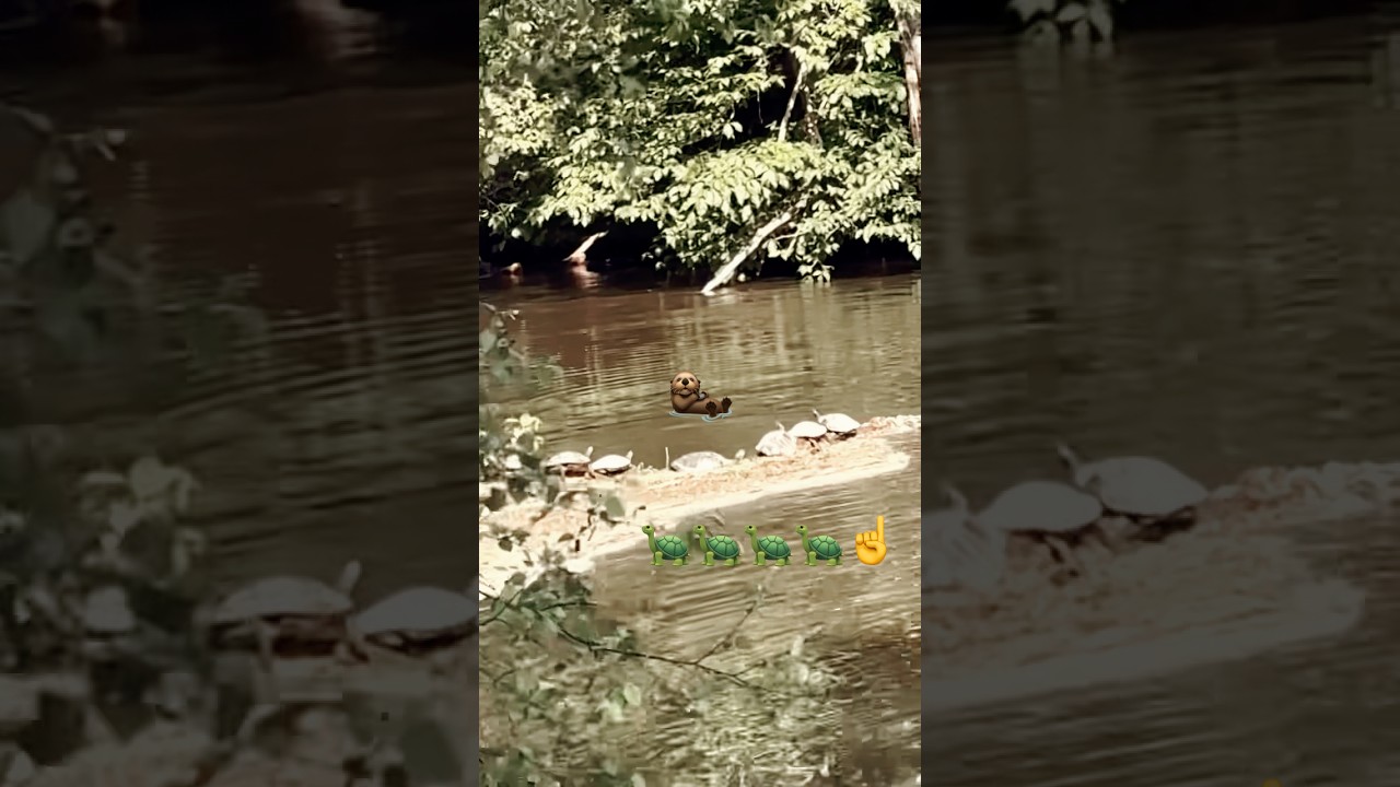#nature #wildlife #turtle #freshwater #millpond #crane #hatching 🥚🥚🥚