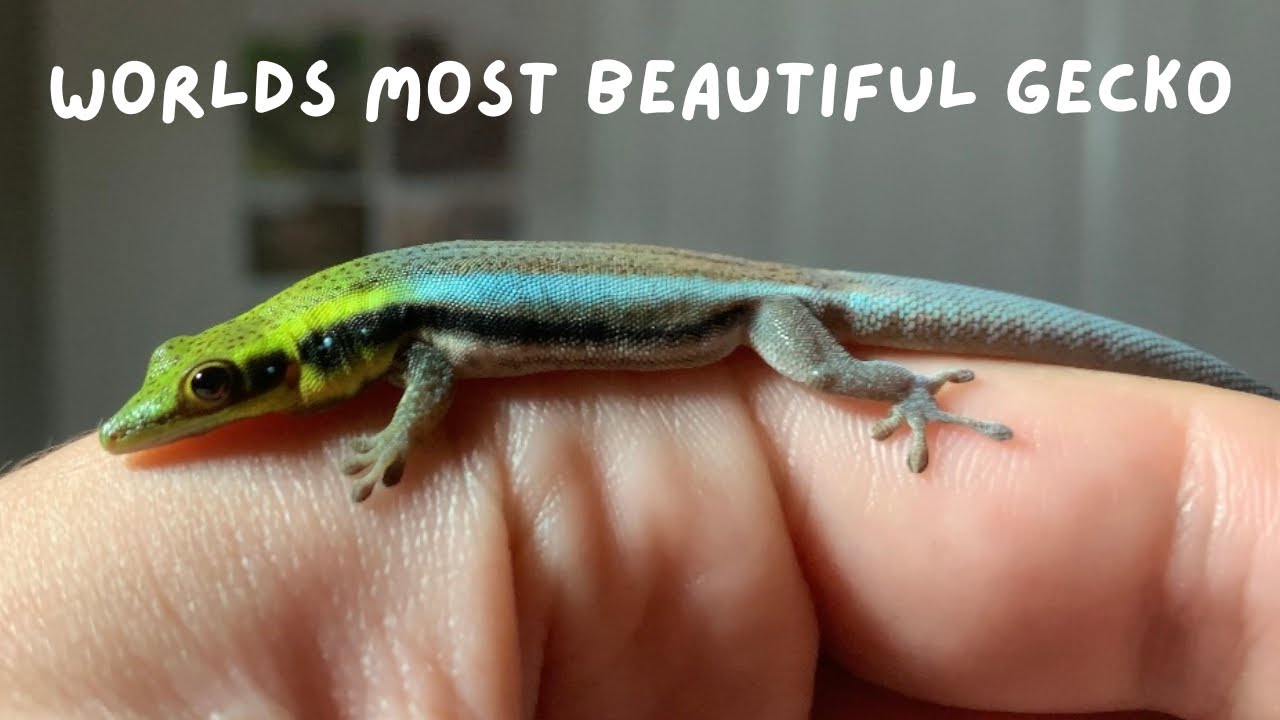 Worlds Most Beautiful Gecko | How to Care for Neon Day Geckos
