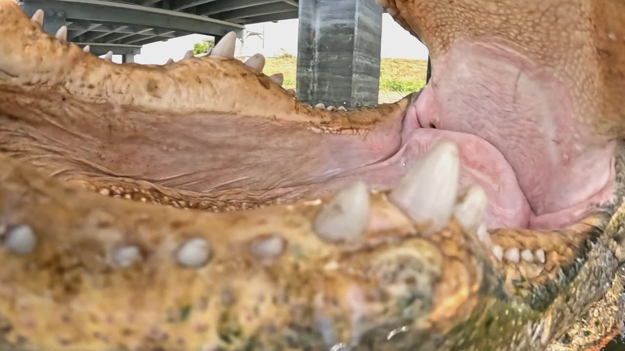 Alligator EATS GoPro in Incredible Close Up Footage