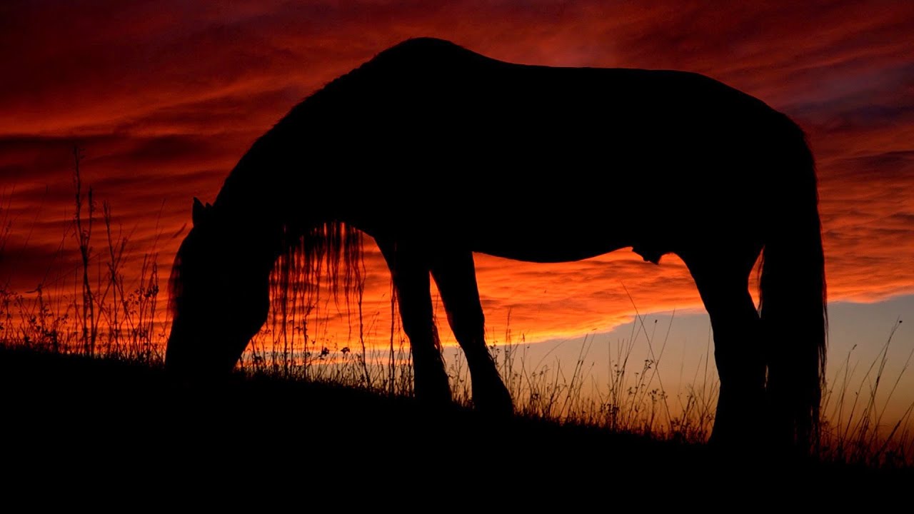 Relaxing Guitar Music and Horses in Nature - Stress Relief