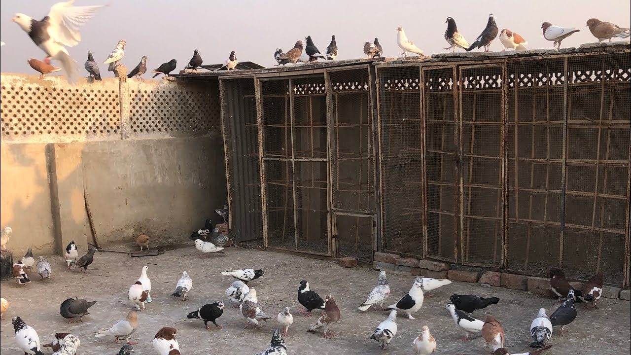 Lo g ab Jo be samani kabootar pkrta ho to dana phr jata hai 🥹