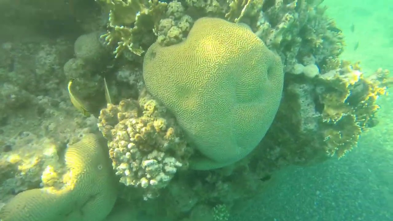 Коралловый риф Эйлата