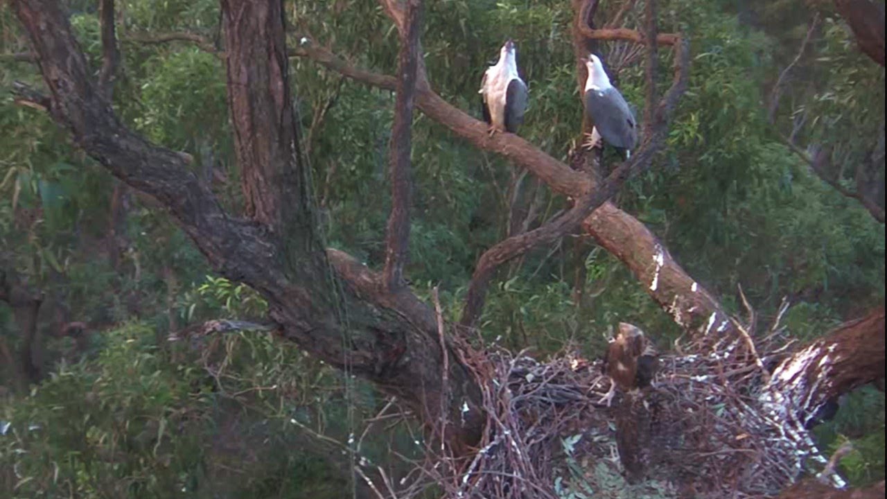 Sydney WB Sea Eagles🦅 Two Quartets🎶 with SE35 and SE36 Duet Intermezzo🎵 2025 Oct 5
