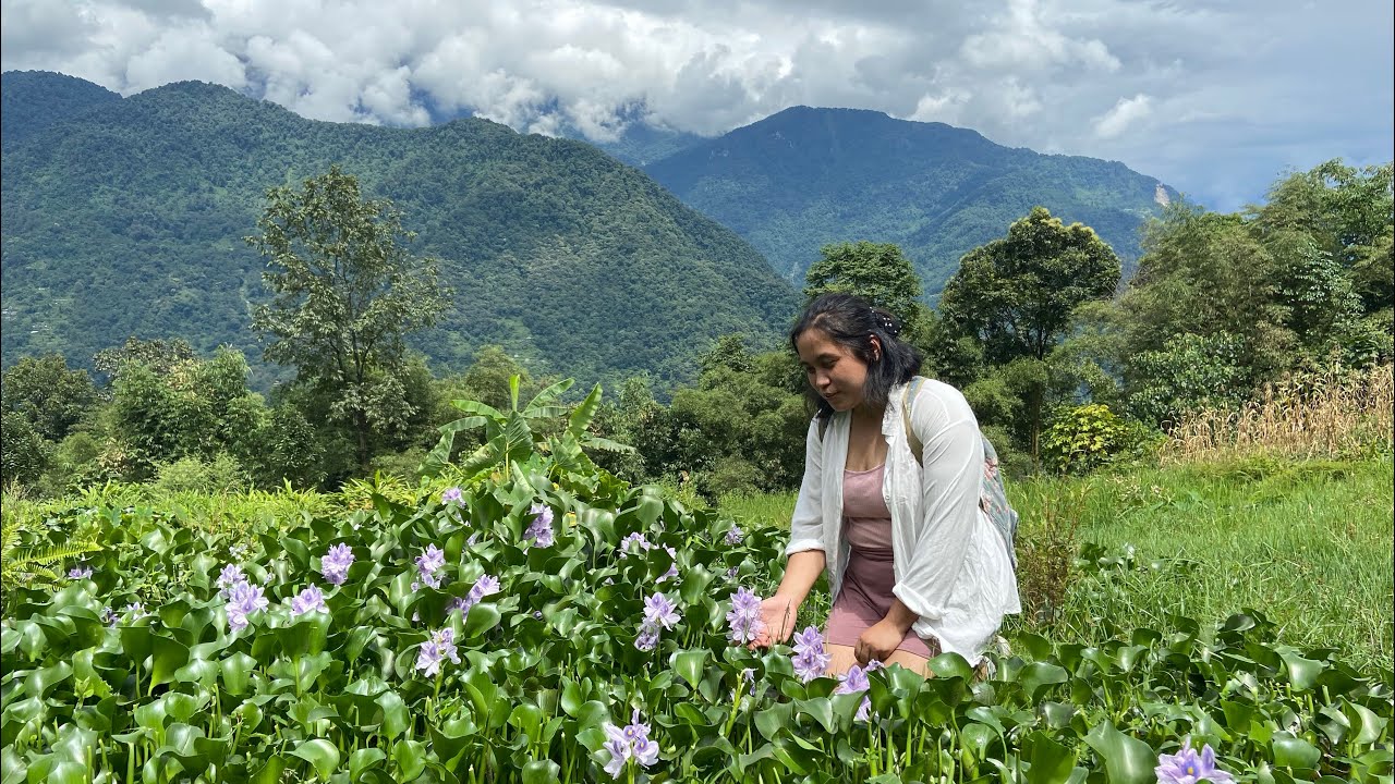 Walking Around Beautiful Lingthem Village🌾 | Monastery Visit