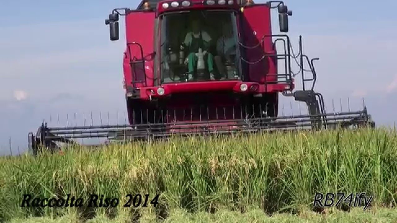 Rice Harvest 2014 - CASE IH 8120 Axial-Flow Draper Head 2152 - 20 & New Holland T7050