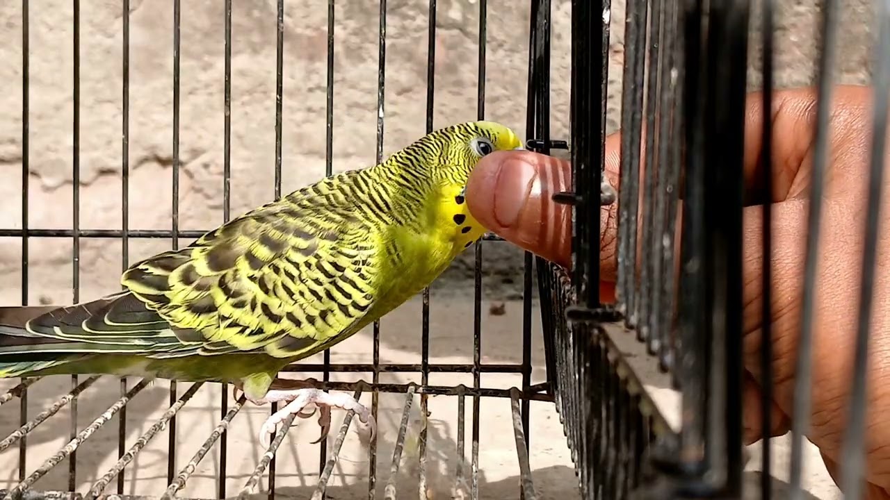 Budgies Hand Feeding | Budgies Bird | 