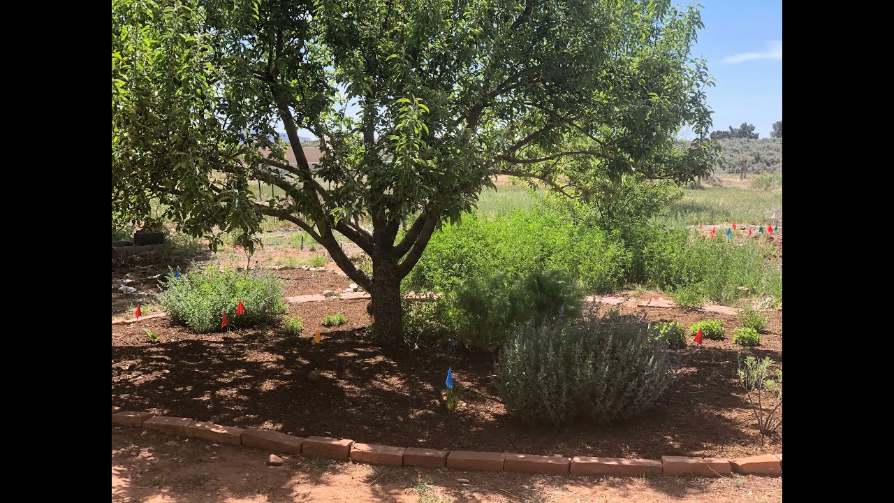Apple Tree Guild Part II