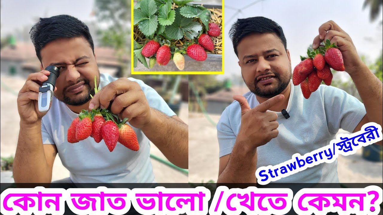 🍓🔥দেখুন স্ট্রবেরীর সেরা জাত কোনটি ? স্ট্রবেরী Test Rivew । #strawberry @greenfriends8901