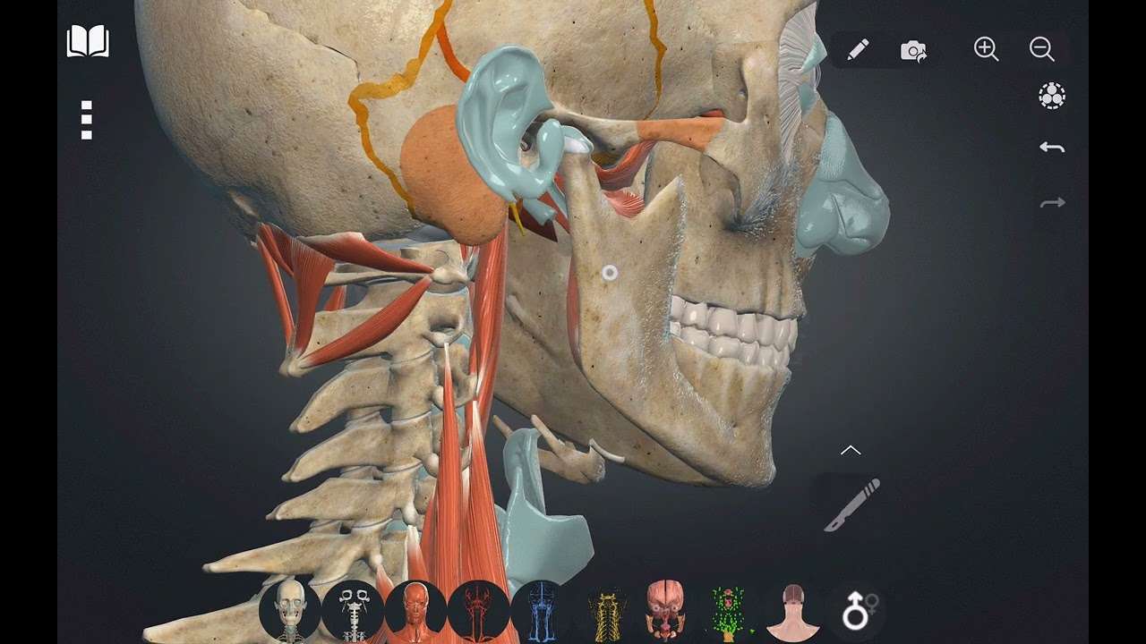 Anatomia músculos da cabeça e do pescoço parte 2