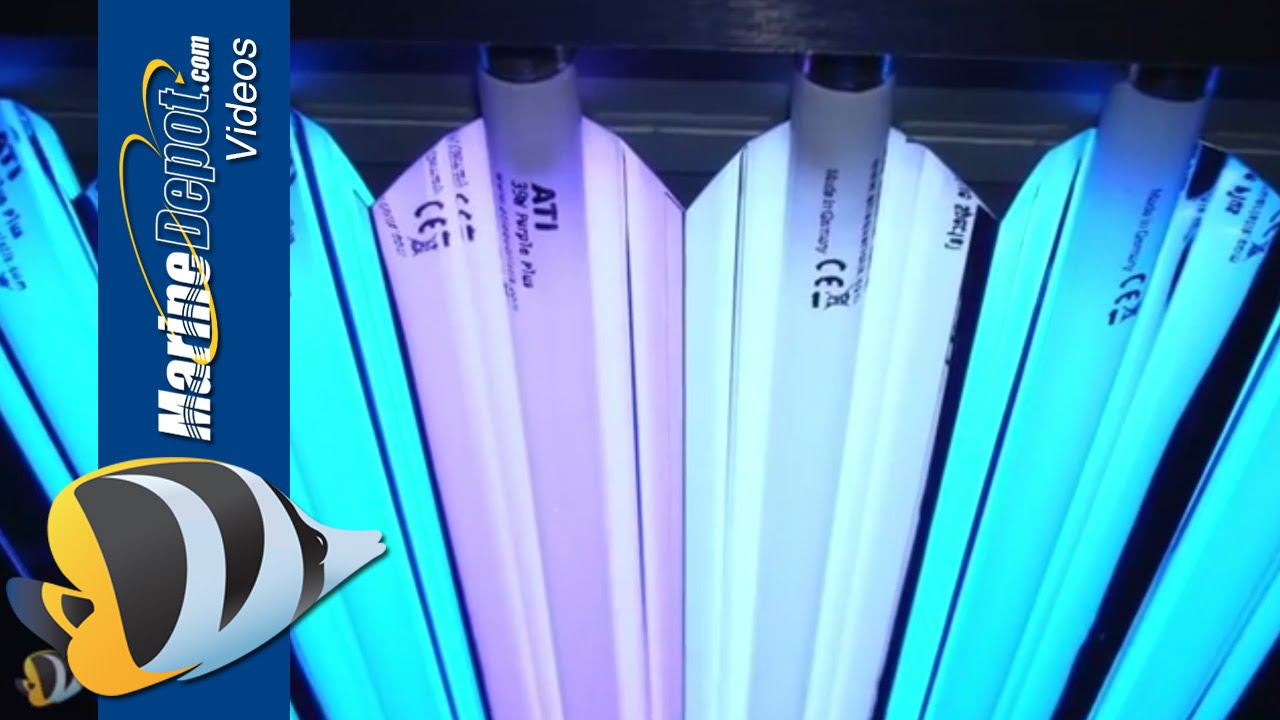 T5HO Fluorescent: Proven Lighting For Your Reef Aquarium