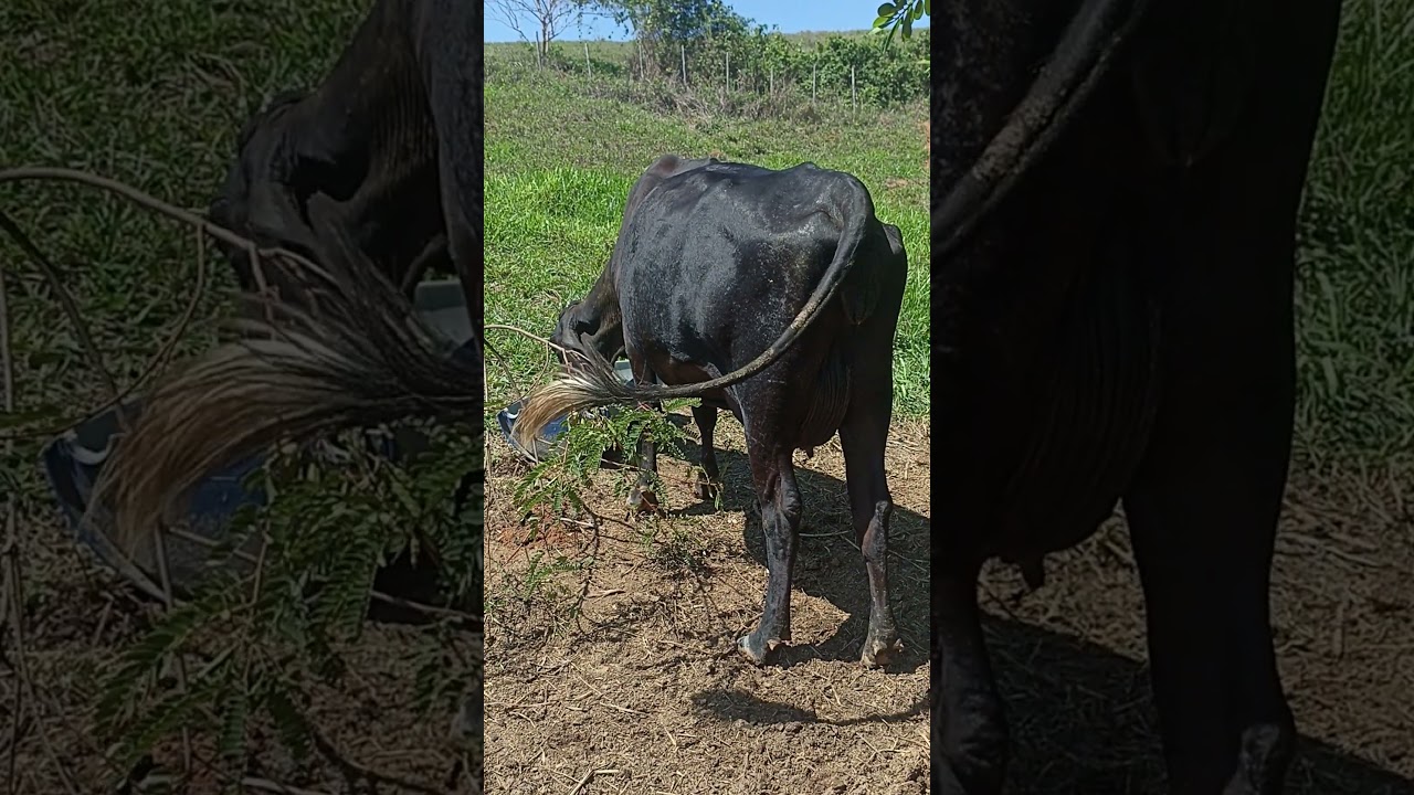 #imaginedragons #fazenda #pecuariadeleite #leite #leiteira #farm #vaca #vacadeleite #vacas #cow