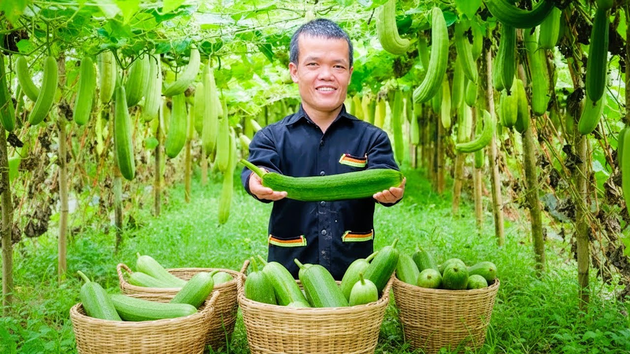 Dwarf Family Harvests Squash And Poultry For Market Sales And Returns With New Chicks To Care For