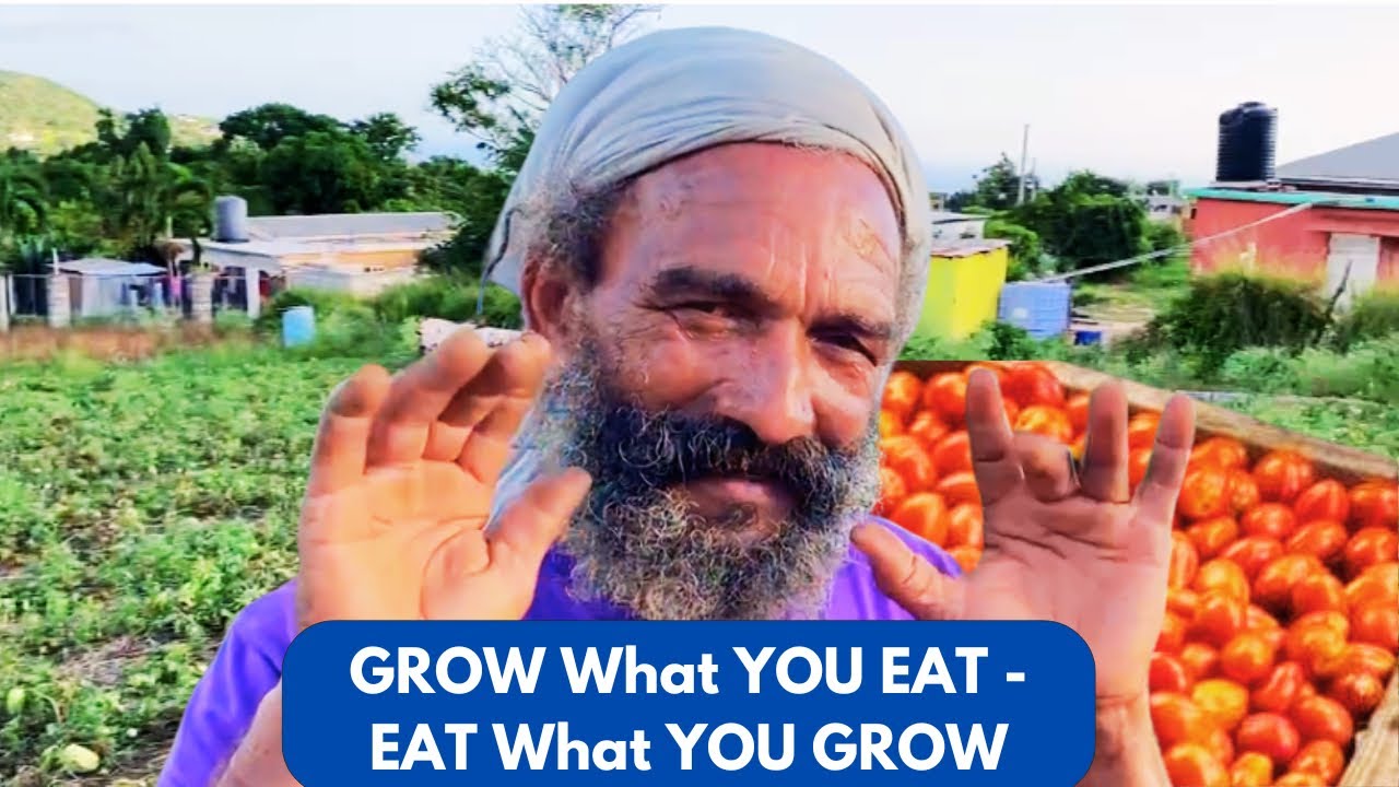 GROW What YOU EAT :JAMAICAN Rastafarian MASSIVE TOMATO HARVEST & FARM TOUR, St ELIZABETH, JAM