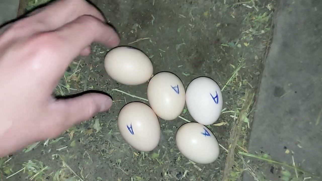 Тауык күрк болды.
