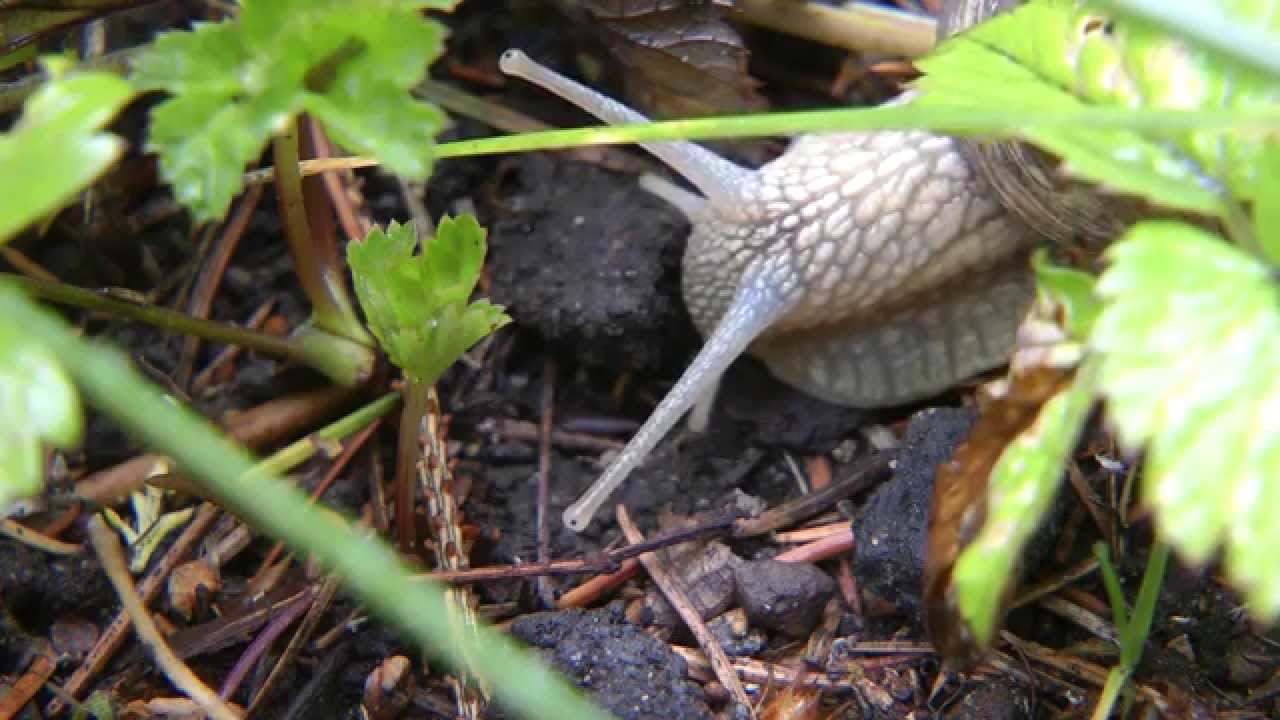 Test  PANASONIC HDC-SD707 & Close-Up +4