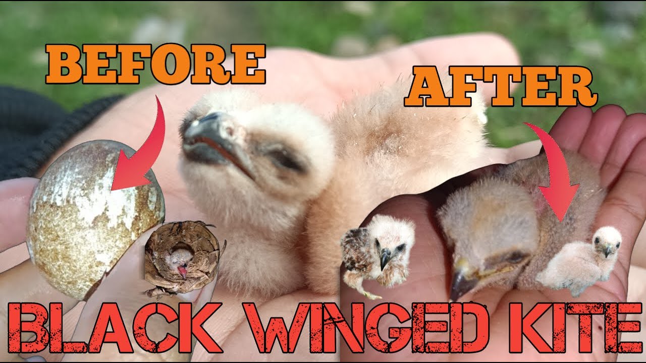 CARA MERAWAT ANAKAN BURUNG ALAP ALAP BLACK WINGED KITE USIA 0-7 HARI
