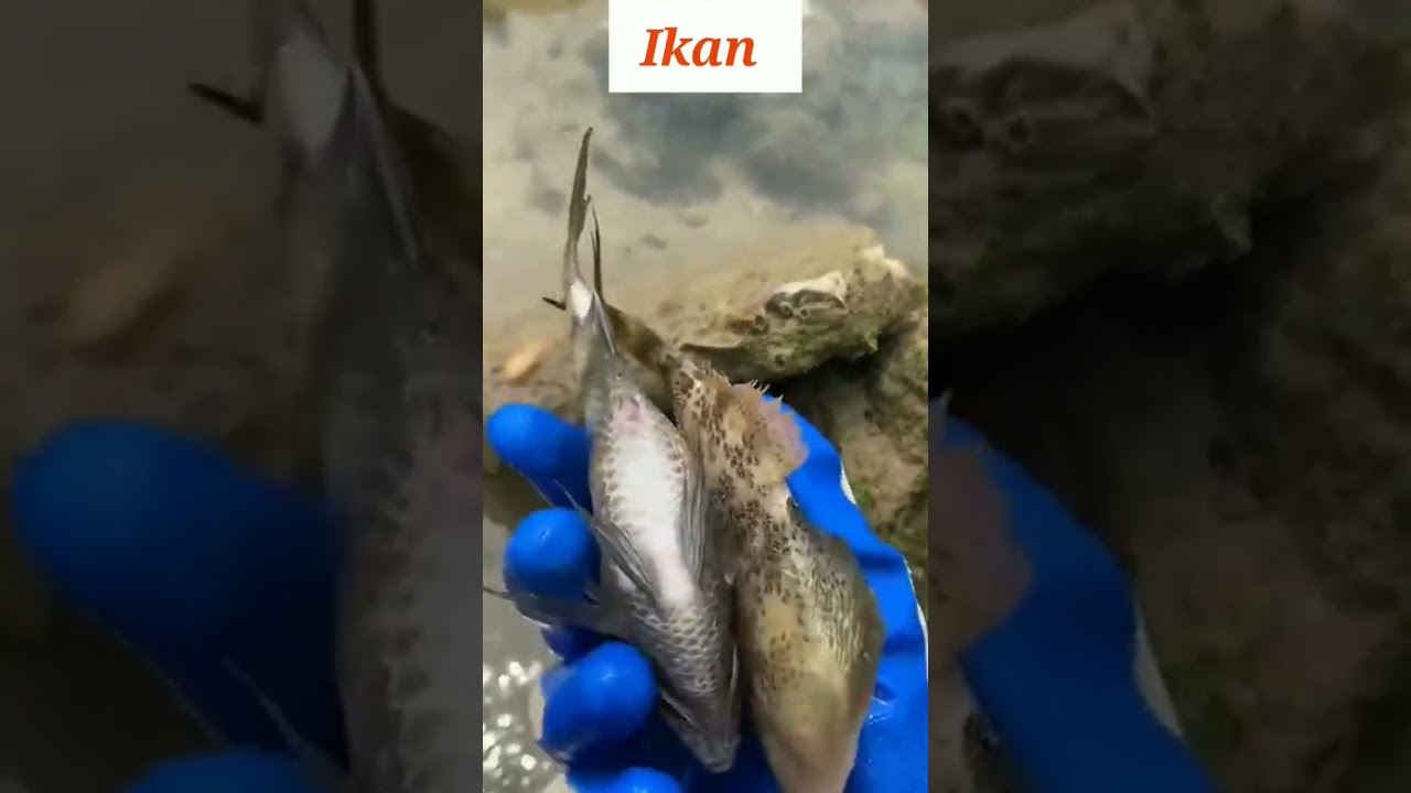 Wow, Panen Ikan Lagi Saat Air Laut Surut #tepipantai #ikan #seafood