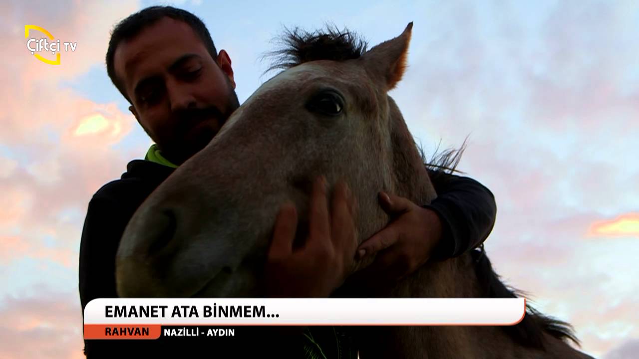 RAHVAN/NAZİLLİ-AYDIN/RAHVAN ATI YETİŞTİRİCİLİĞİ