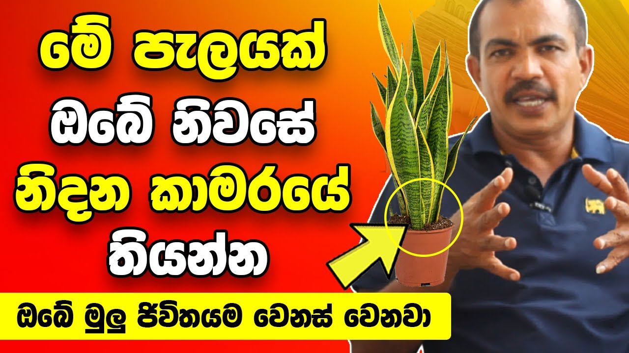 මේ පැලයක් ඔබේ නිවසේ නිදන කාමරයේ තියන්න | කරදර නැති වෙලා ඔබේ ජීවිතයම වෙනස් වෙනවා | Plants for House