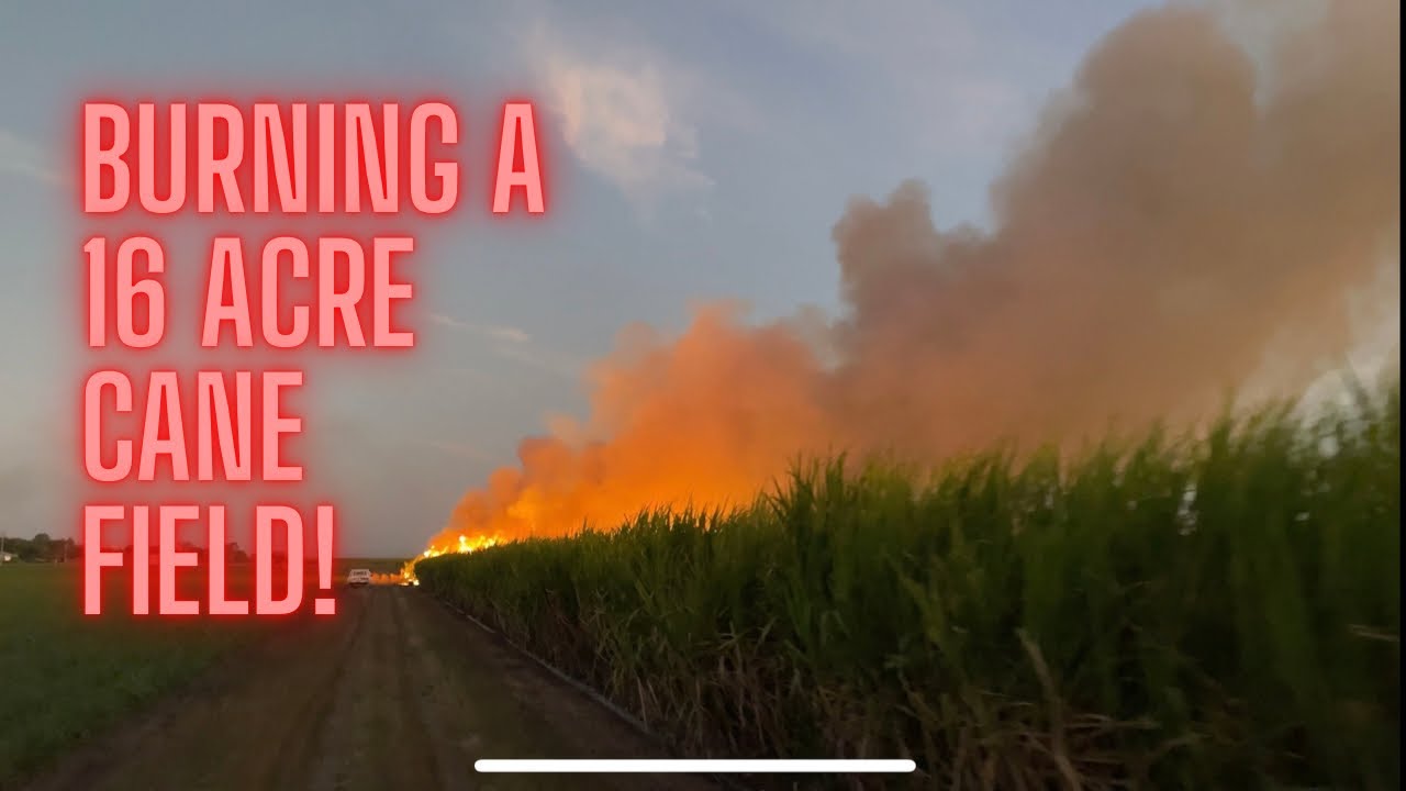 Watching a 16 Acre Cane Field Burn!