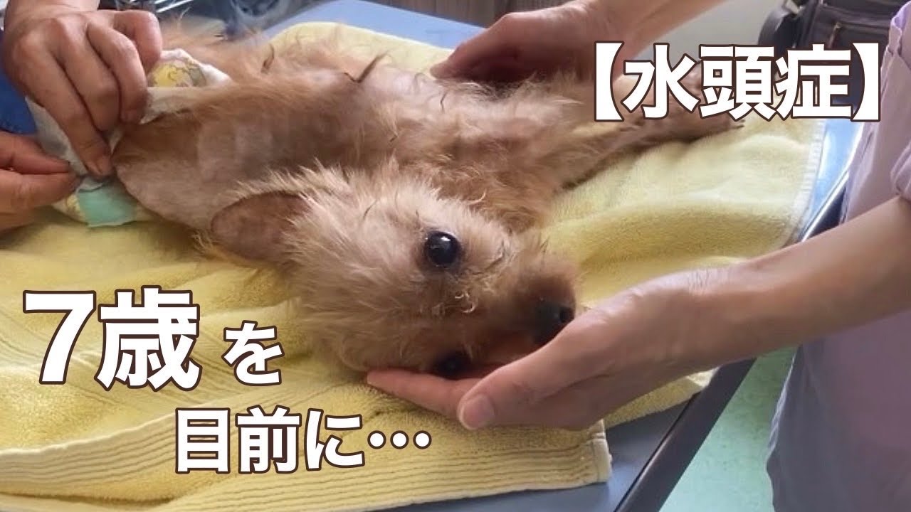 【保護犬・猫】皆さまと一緒に過ごせるイベントを開催します♫「vol 431」