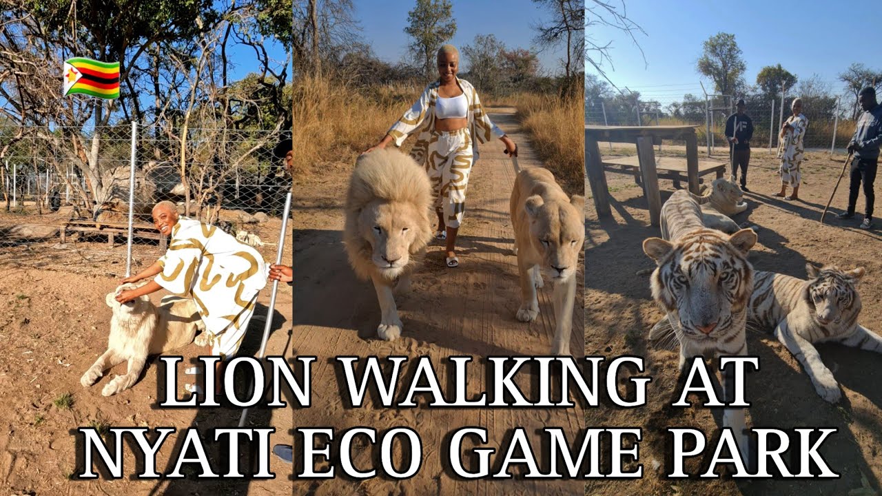 LION WALKING & CUB INTERACTION AT NYATI ECO GAME PARK || VLOG || #zimbabwe #lionwalking