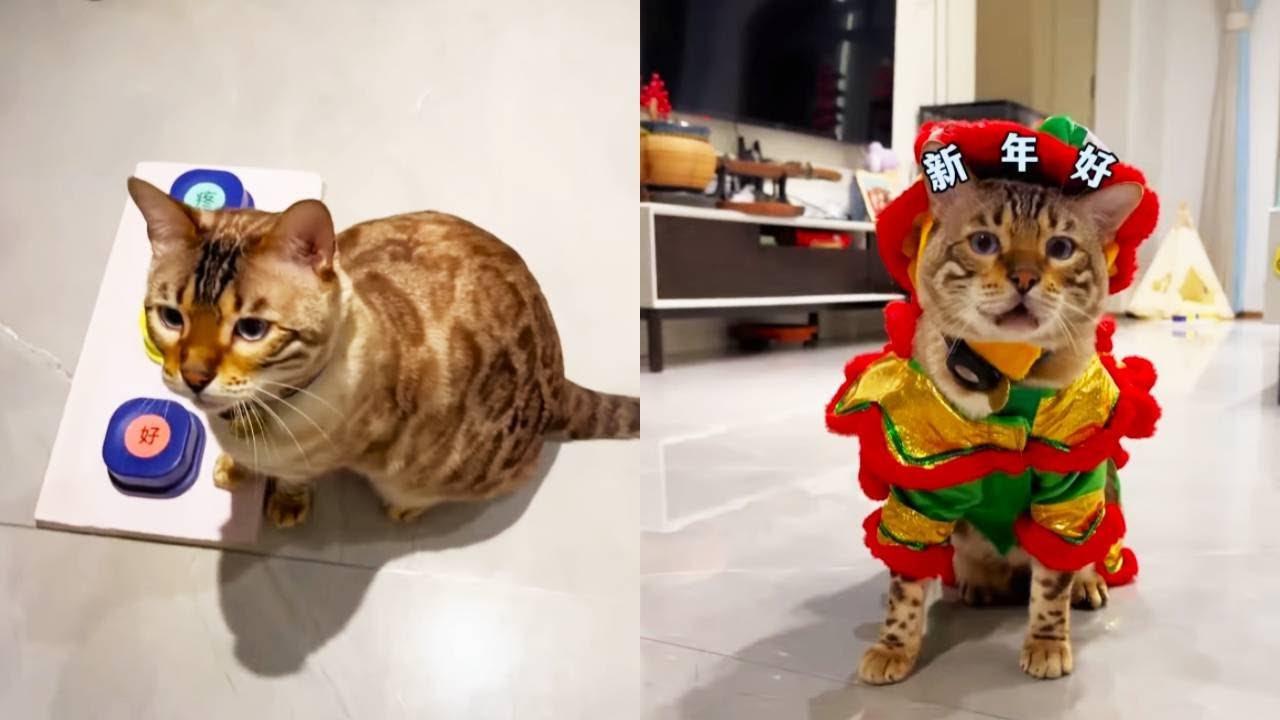 八條身穿舞獅服來拜年給大家了！祝福大家在新的一年順順利利、開開心心、健健康康！來點讚領取好運吧！【小锋小志的猫咪小院】