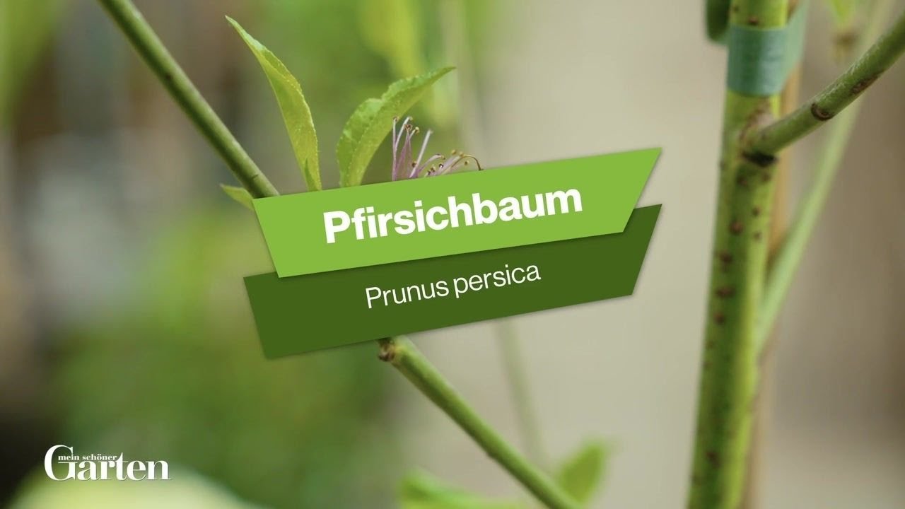 Pfirsichbaum: Tipps zur Pflanzung und Pflege