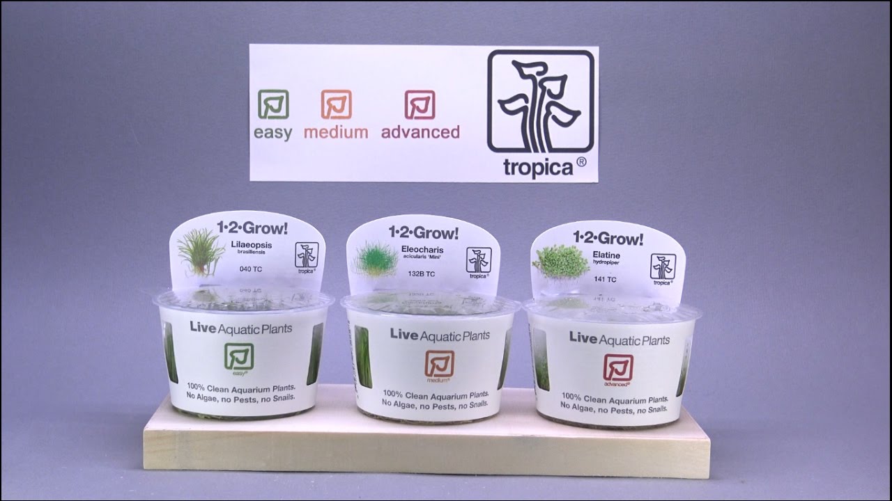 # نباتات الكاربت | tropica | ..