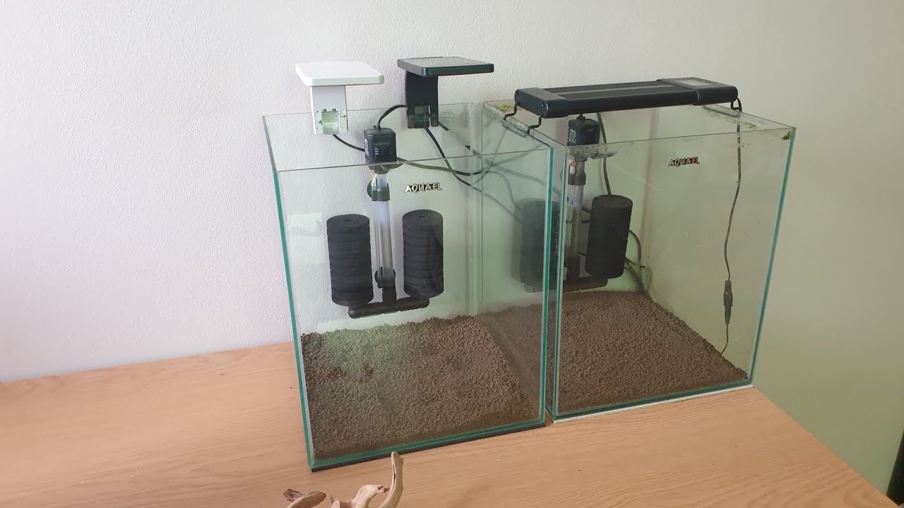 CryMore Shrimps - Świat oszalał! CryMoreowa zakłada krewetkarium