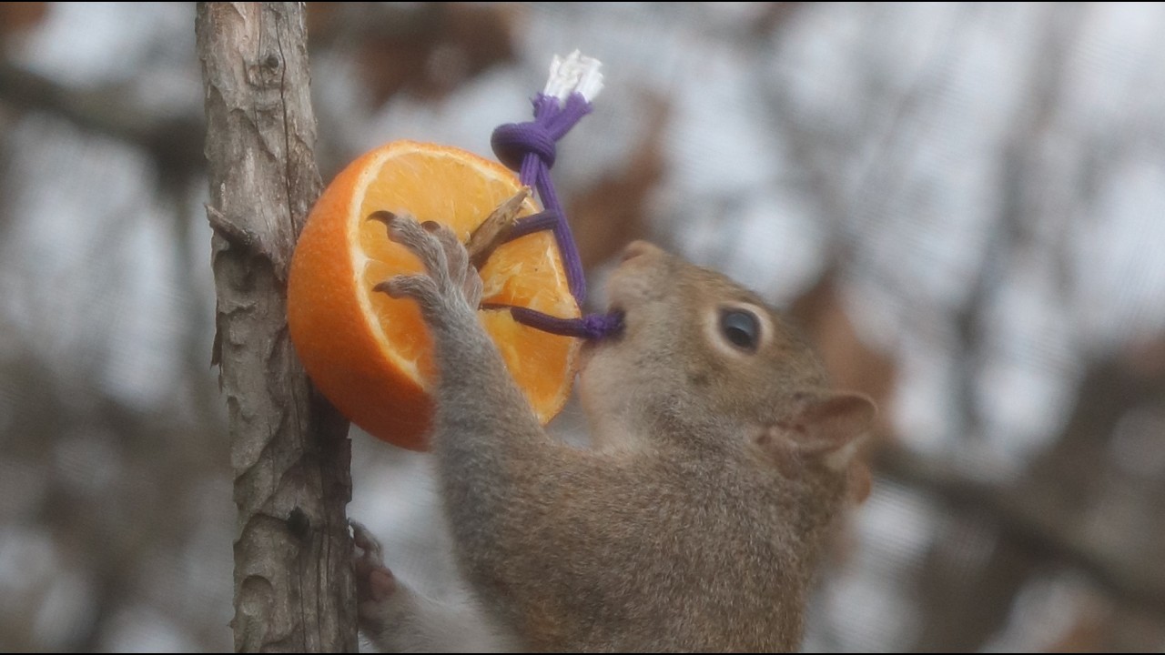 Sciurus carolinensis (eastern gray squirrel)