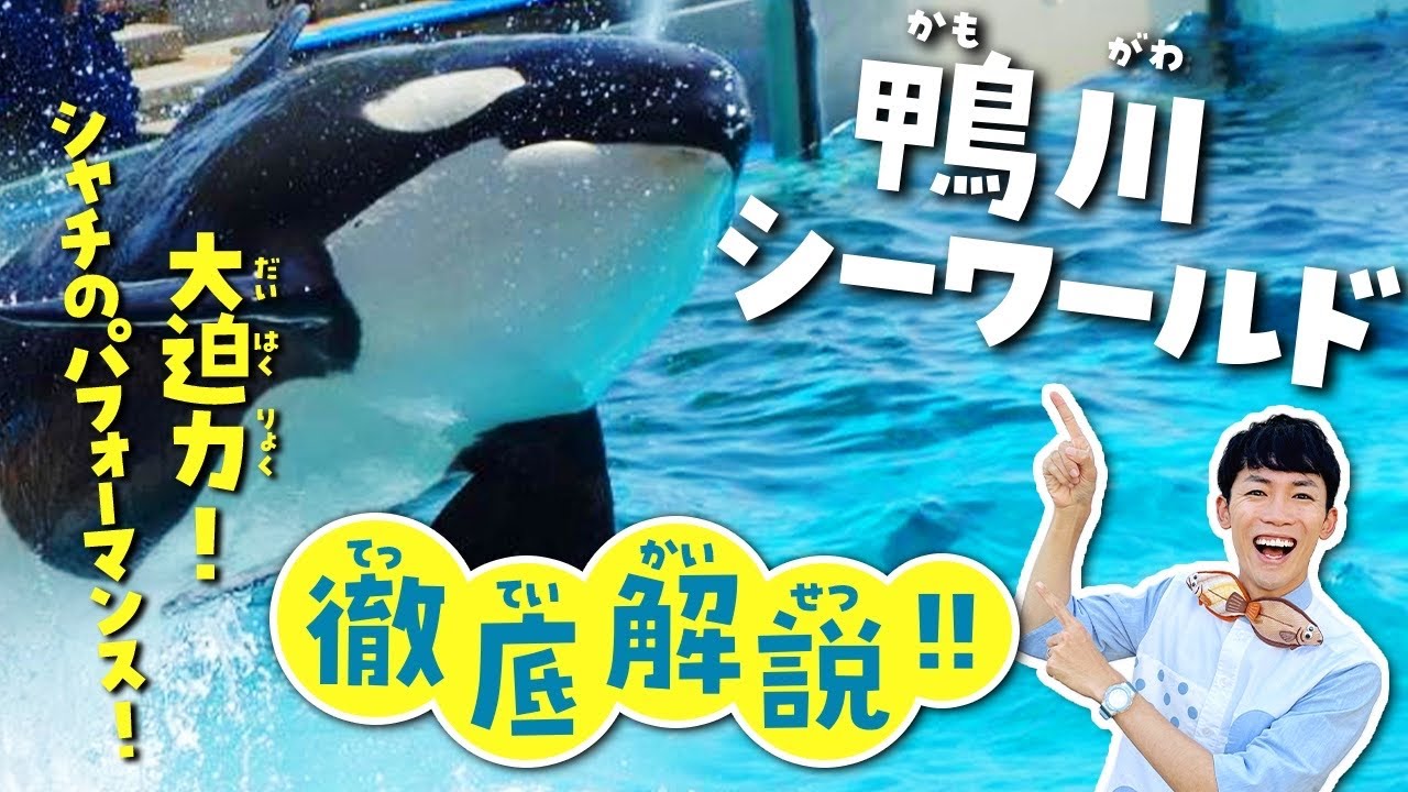 シャチに会える！鴨川シーワールドが100倍楽しめる水族館解説ツアー