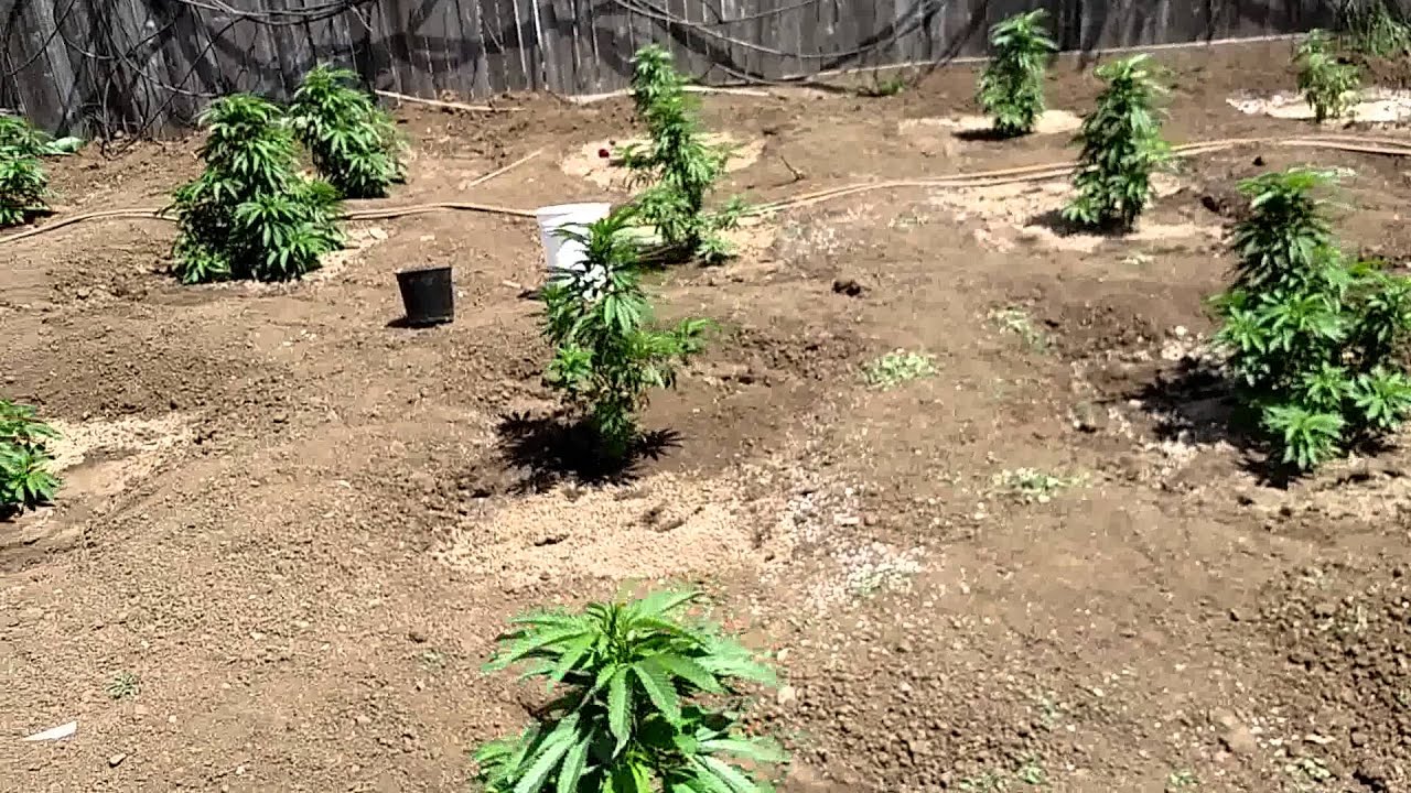 Royal kush 2015