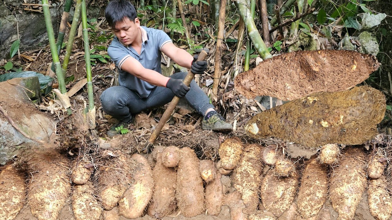 Full video. Trieu Kha conquers giant wild potatoes, a rare and valuable commodity.