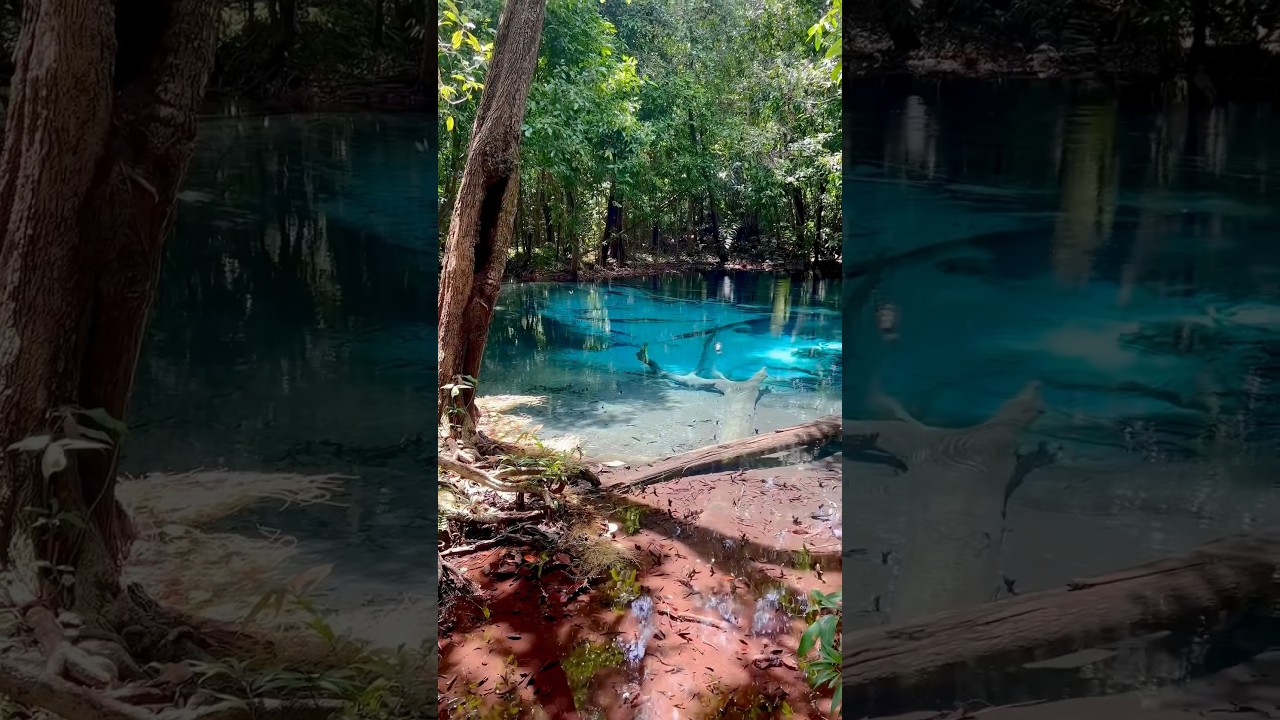 Must Visit Natural Hot Springs Krabi Thailand | Emerald Pool Krabi #travel #krabi #thailand