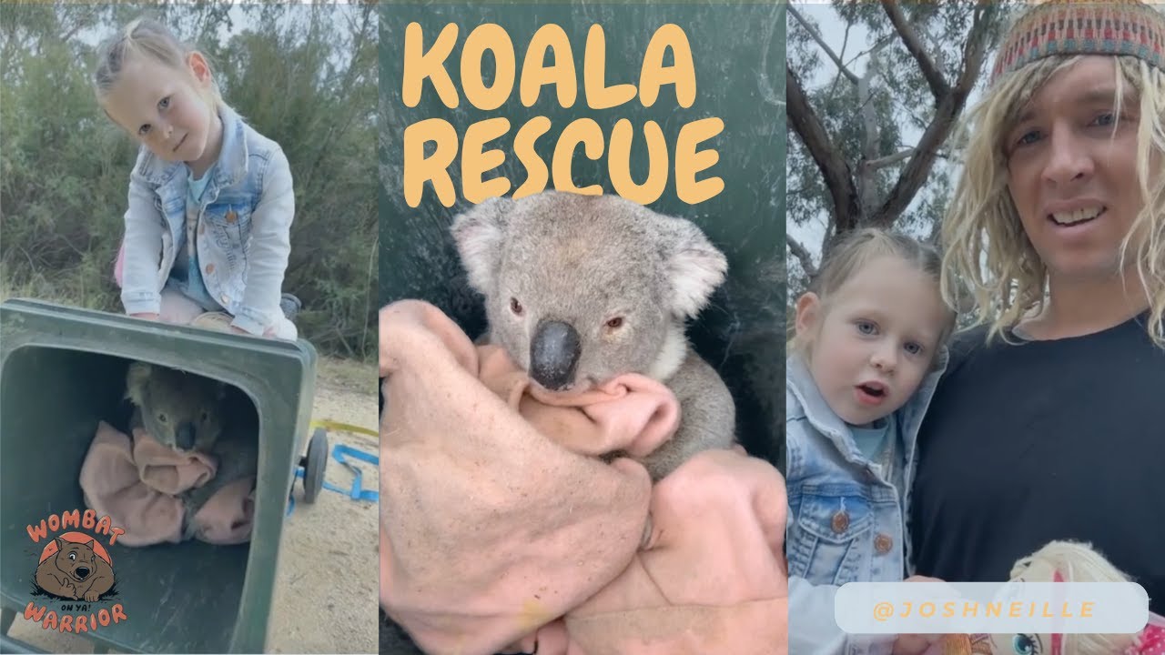 Koala Rescue Mission with My Toddler 🐨 | Aussie Wildlife Rehab with Josh Neille🐨⚠️