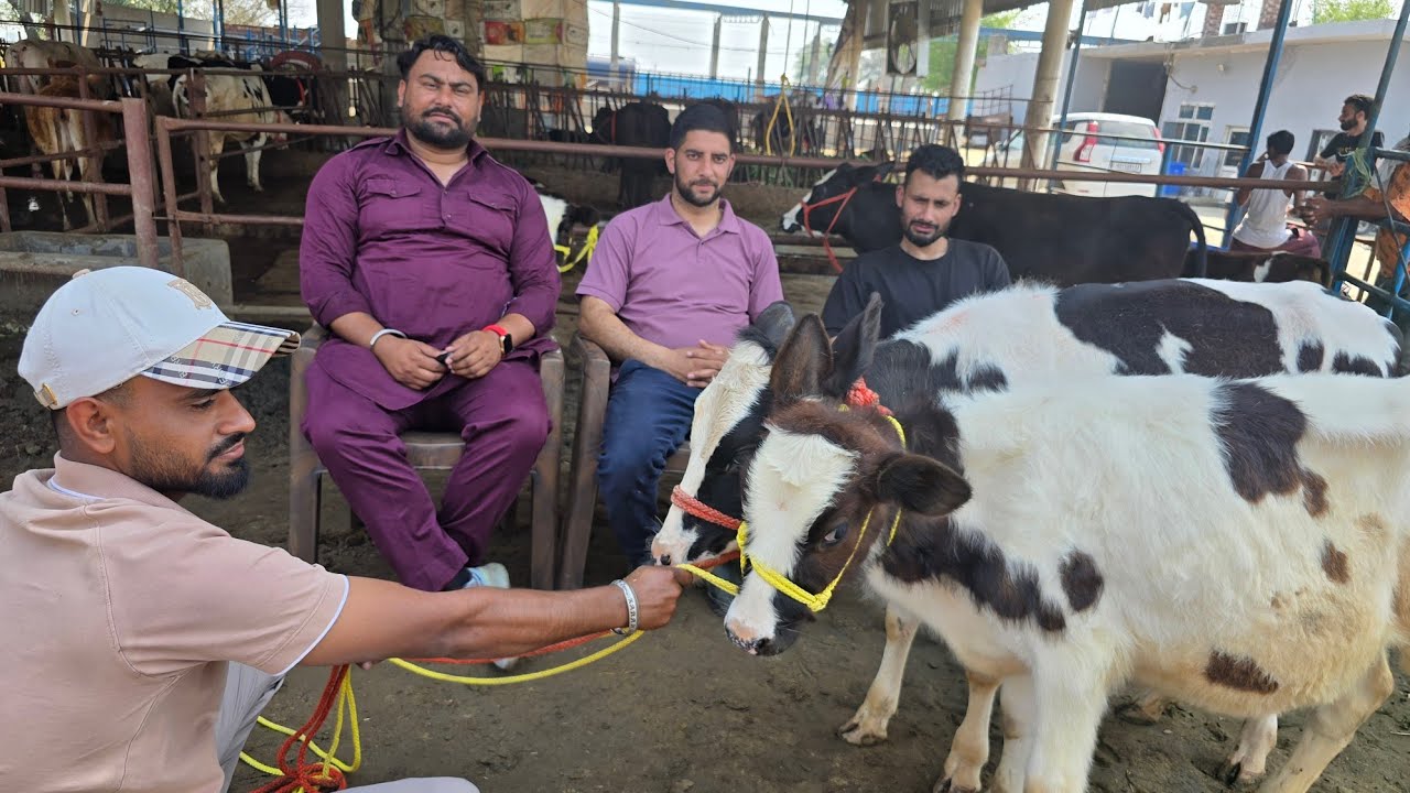 🎖Hiffer Satellite Scheme of Kashmir 🏔 20 hiffere going to Kashmir 🏔 rate.?🤔 @Sarb cheema dairy farm