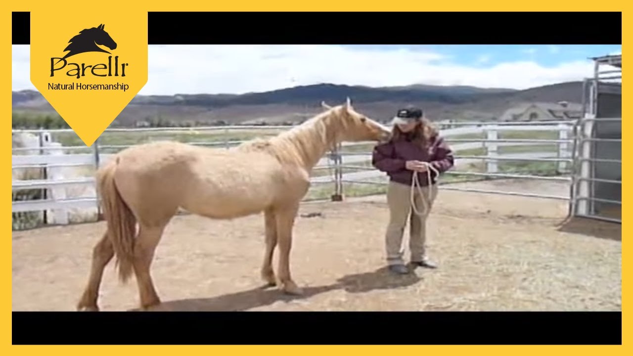 Wild Mustang Trained with Parelli - First 90 Days of Horse Training