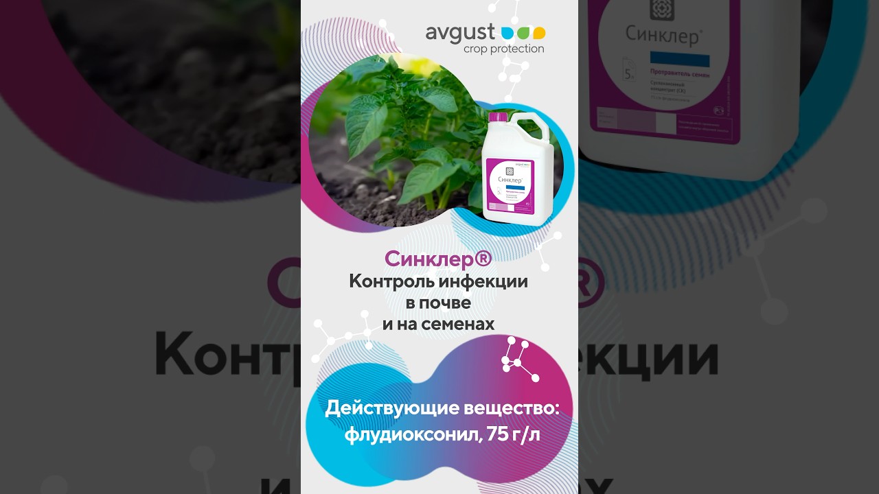 🟣 Синклер - фунгицидный протравитель для обработки семян различных культур и клубней картофеля