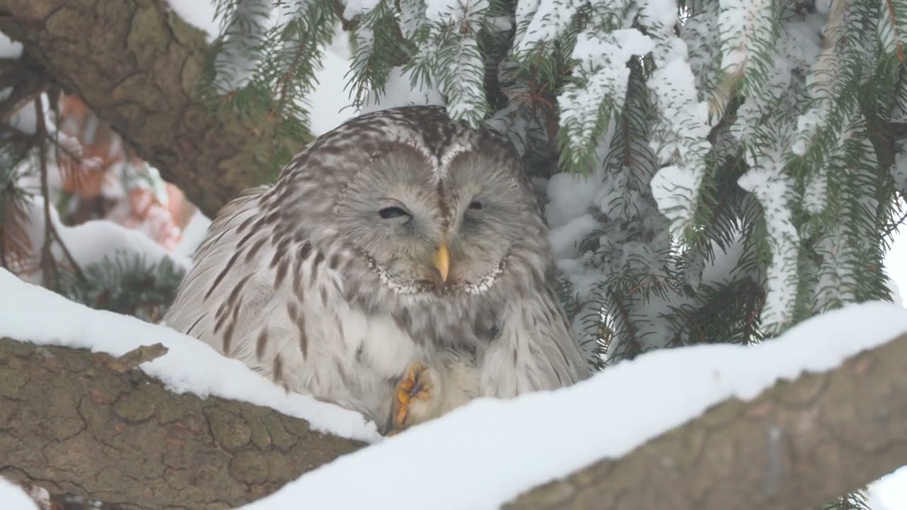 吹雪の森｜エゾフクロウと雪と風【1分30秒】