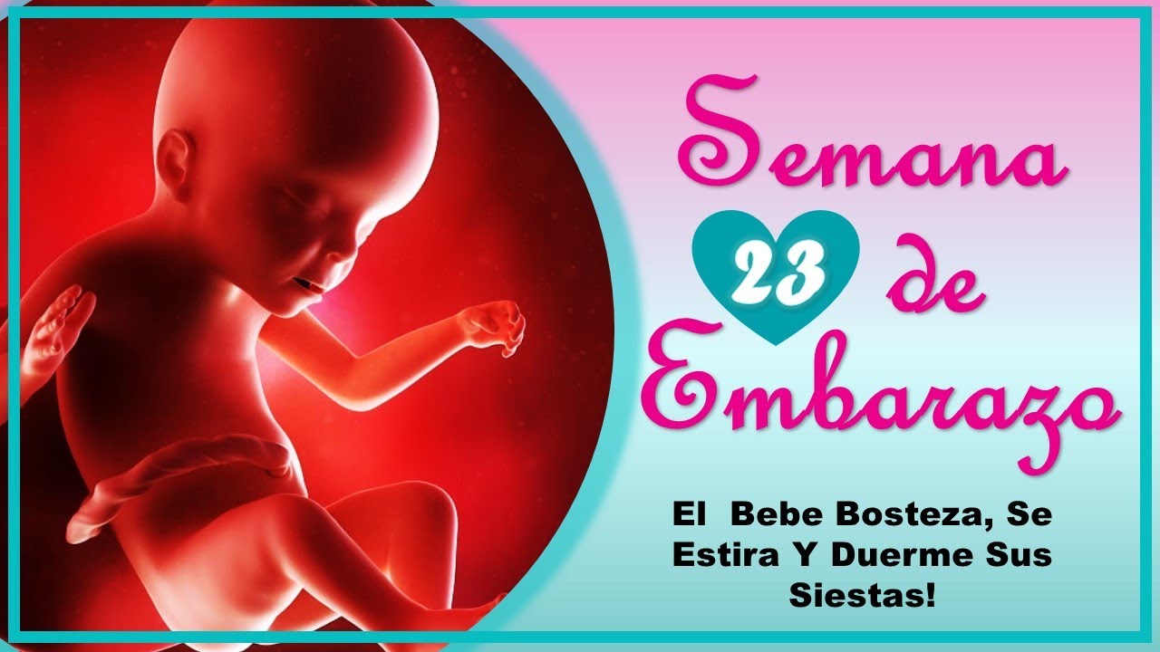❤️ SEMANA 23 DE EMBARAZO🤰 ❤️ ⏩ EMBARAZO SEMANA A SEMANA ⏩ Desarrollo y Evolución del Bebé 👶🏻
