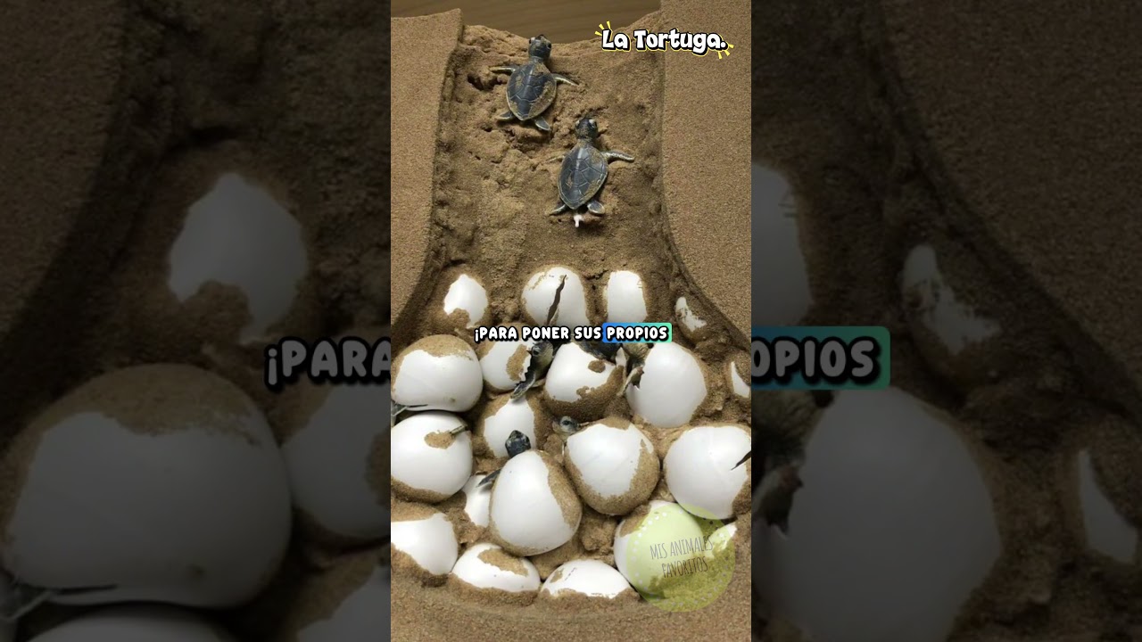 MIS ANIMALES FAVORITOS | TORTUGA