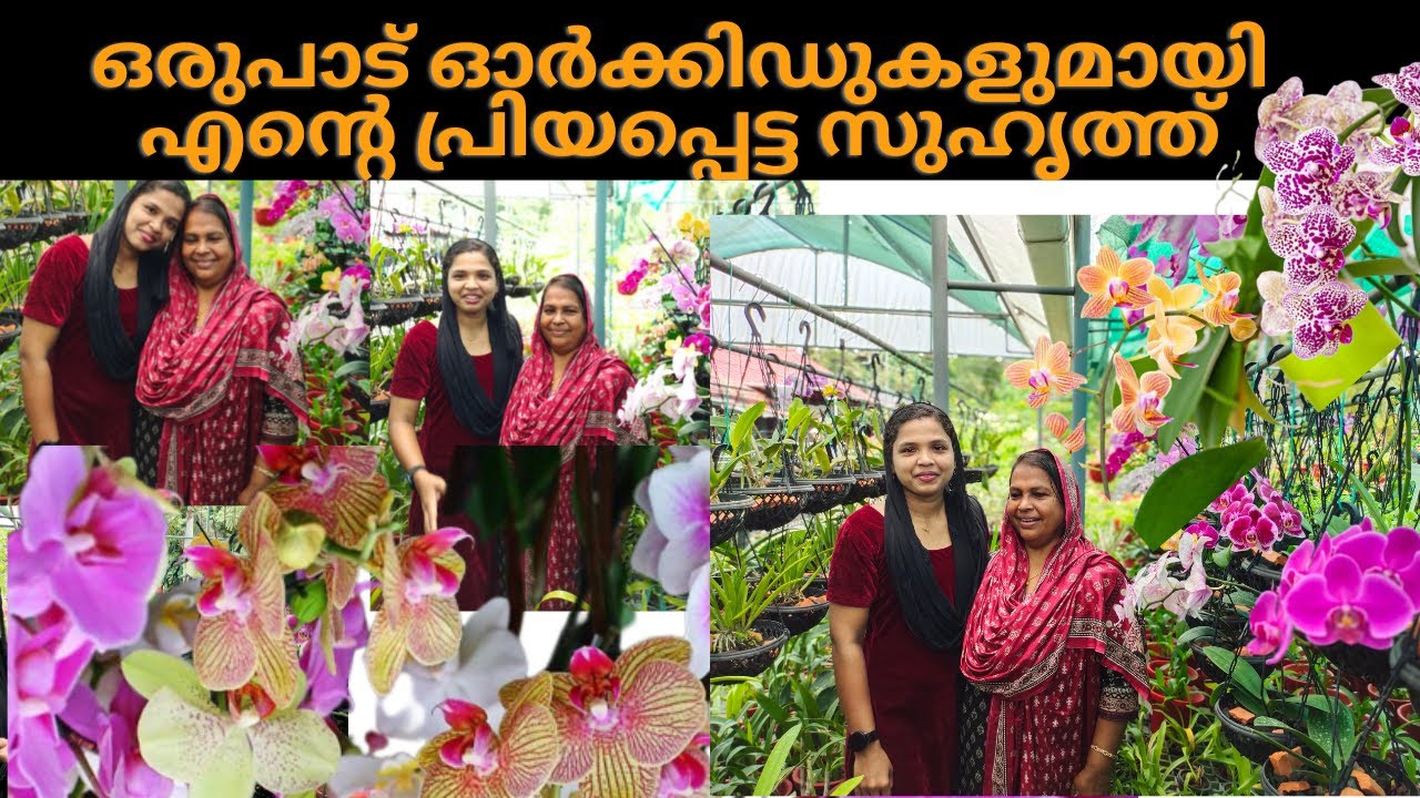 How to Grow Orchids || 2 Fertilizer to Get More Blooms in  Orchids || Haseena Home Garden