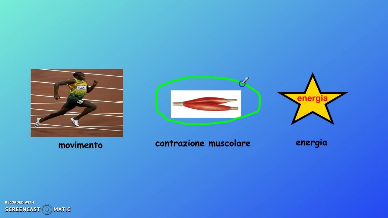 Il metabolismo nell'esercizio fisico (prima parte)