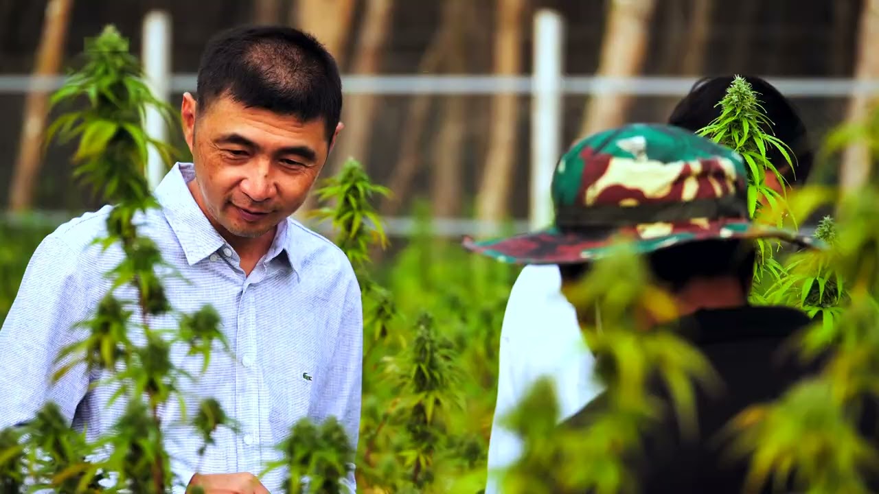 CBD Cannabiz Farm by Lao Bundit Green Co., Ltd. CBD Hemp Farm @Suratthani, Thailand