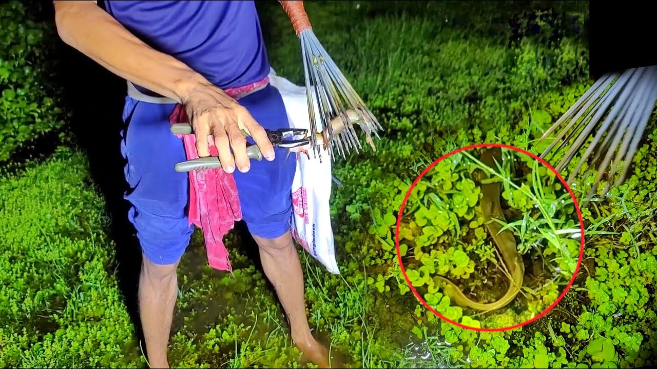 বর্ষার রাতে টেঠা দিয়ে বিলে মাছ শিকার/Bangladesh's Fishing Traditional Methods।