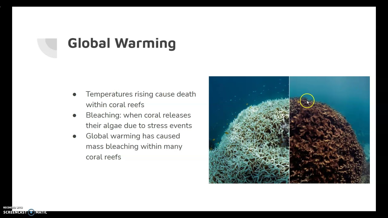 Coral Preservation