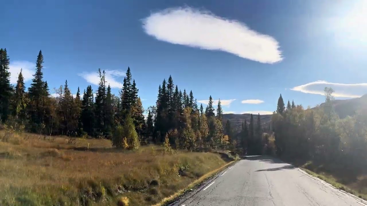 Just relaxing drive with forest around when back home from mountains trip