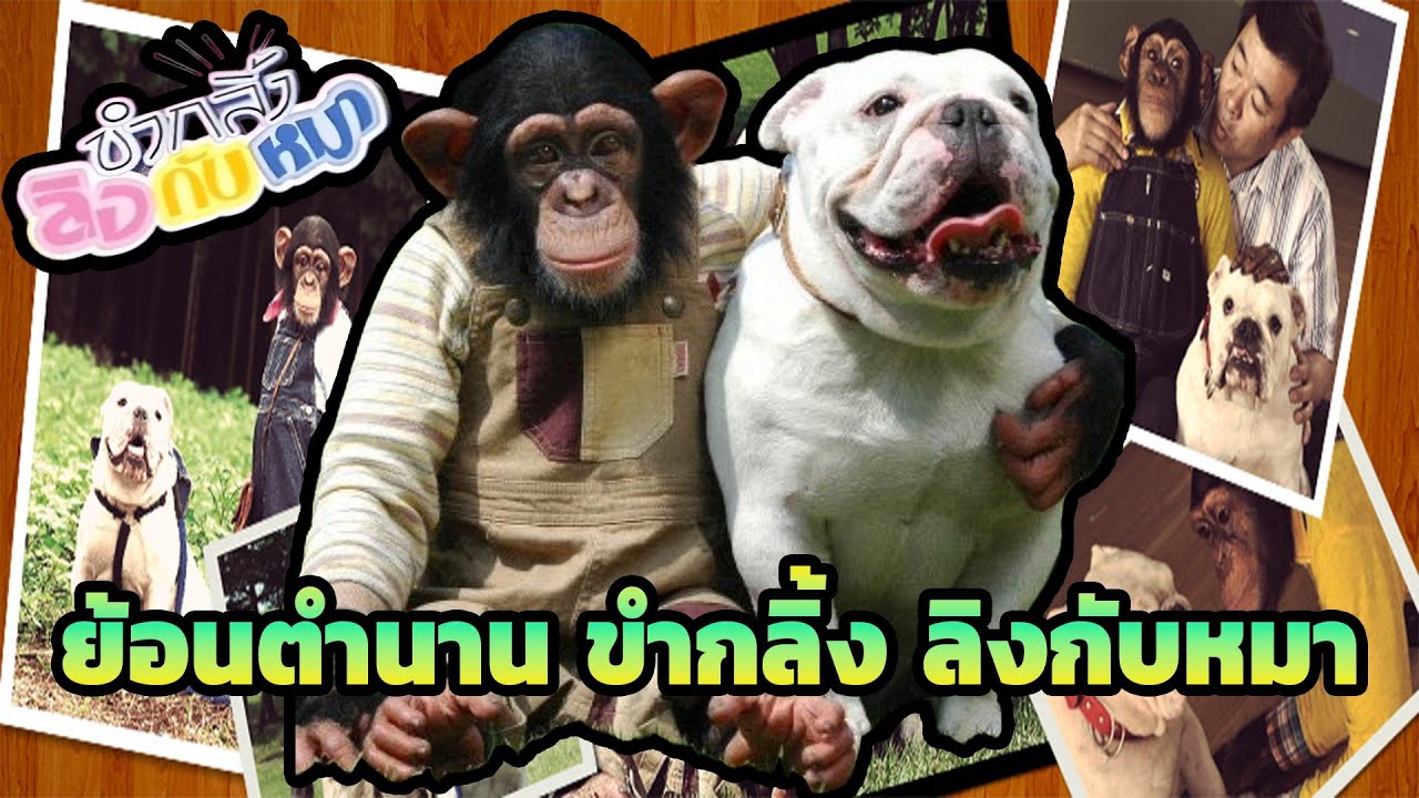 ย้อนตำนาน ขำกลิ้งลิงกับหมา : จากคู่หูซูเปอร์สตาร์ สู่โศกนาฏกรรมช็อกเอเชียที่ไม่มีใครอยากเจอ